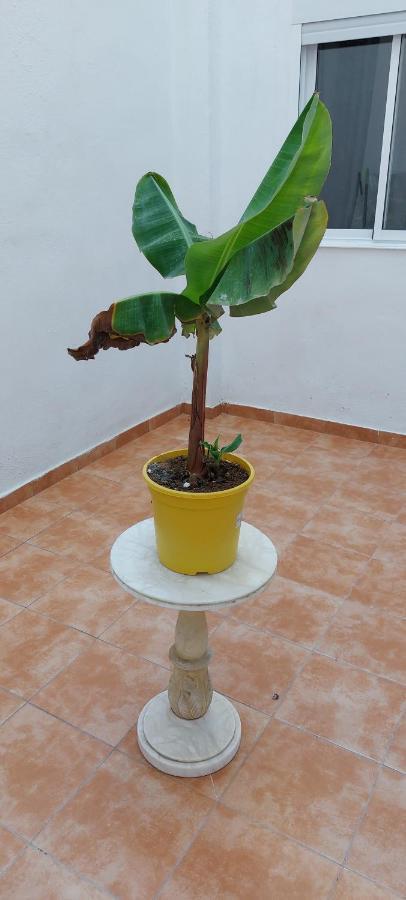 Apartamento - Planta baja