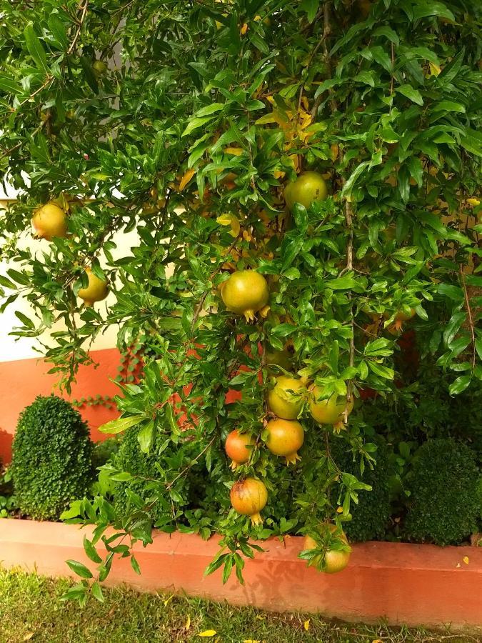 Deluxe Double or Twin Room Garden View