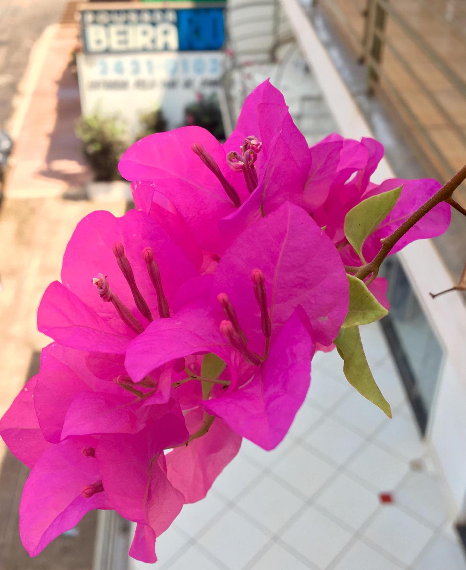 Apartment Balcony