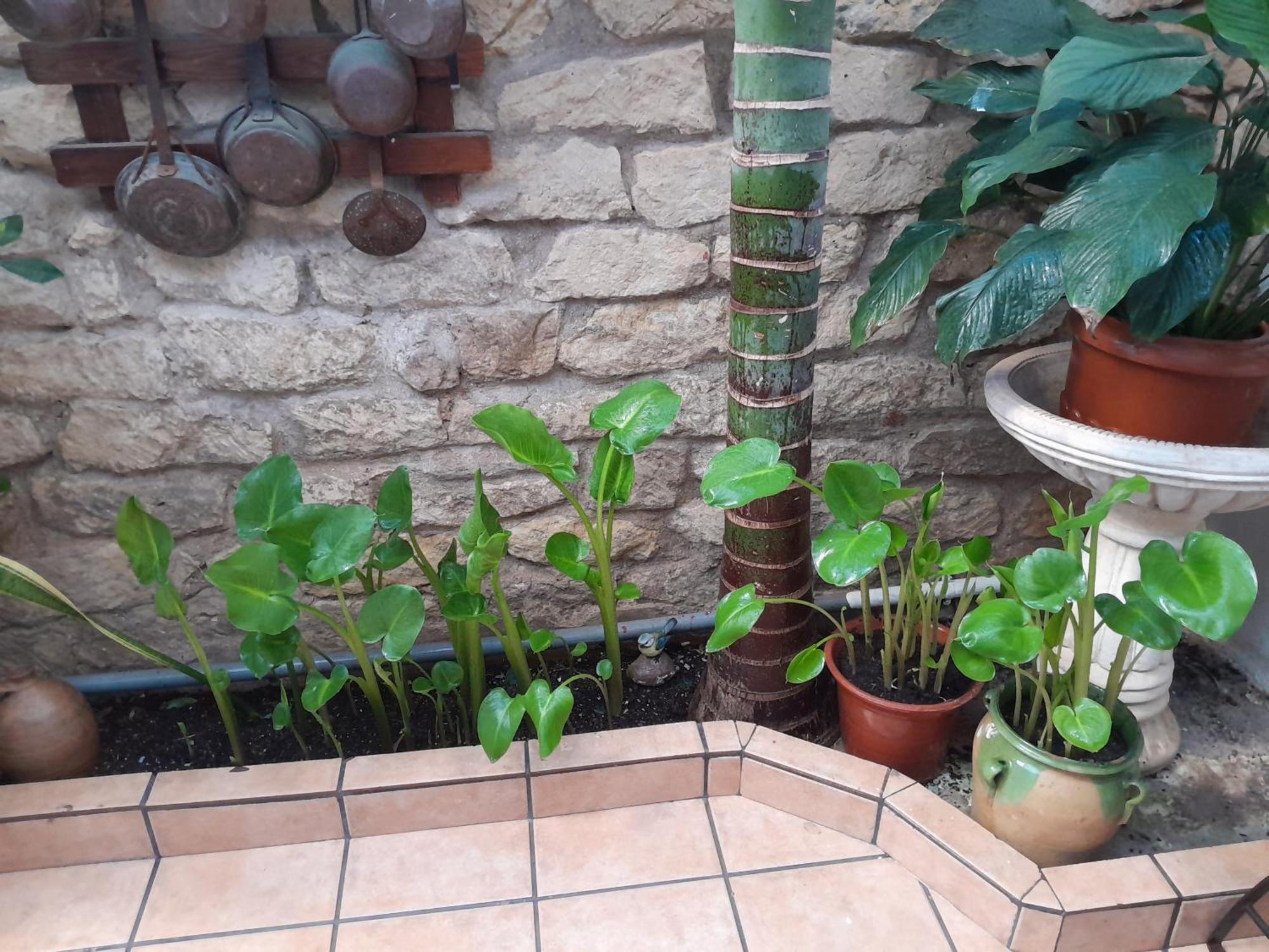Apartment Ground Floor