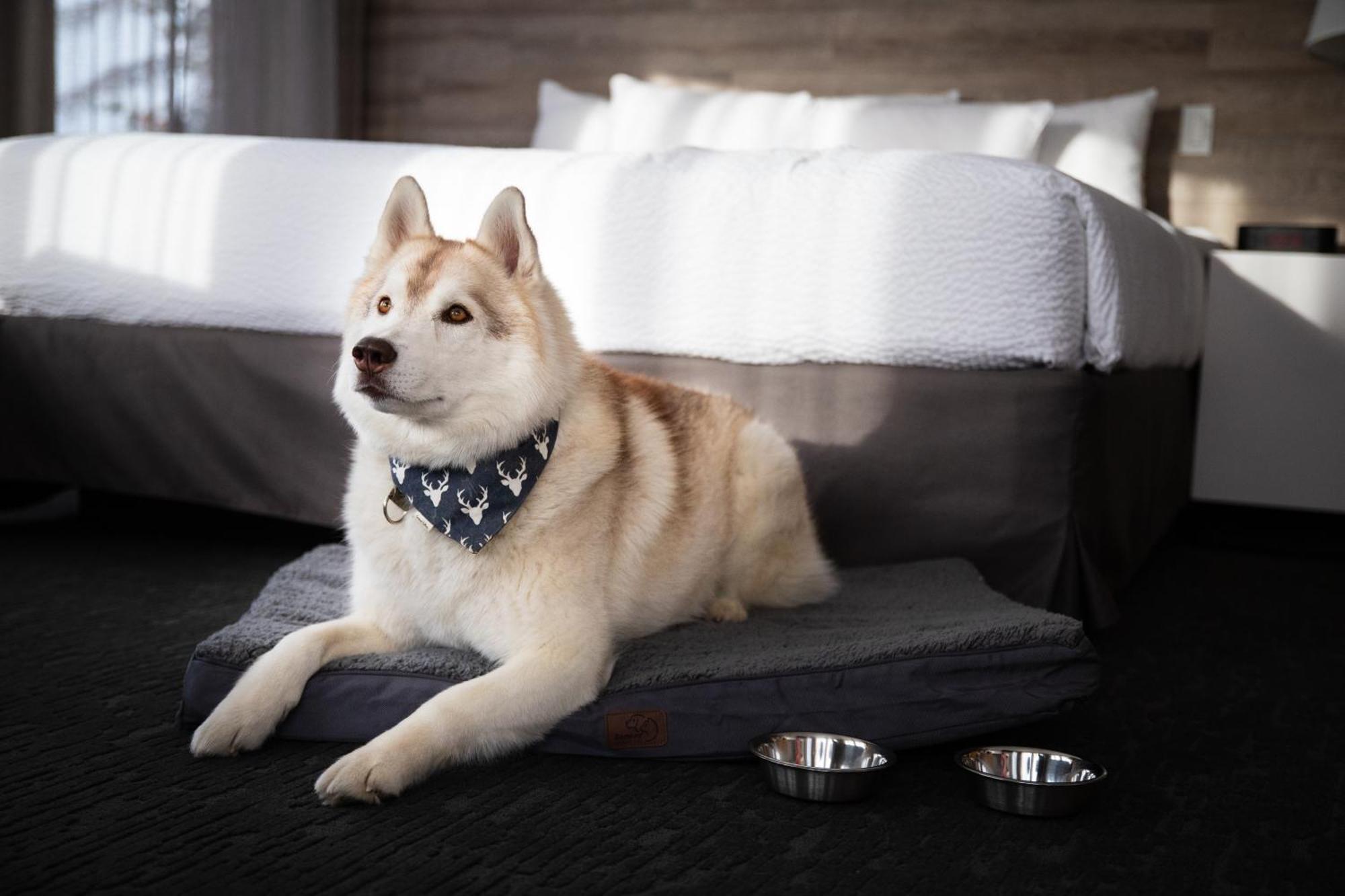 Standard Queen Room Two Queen Beds Pet Friendly