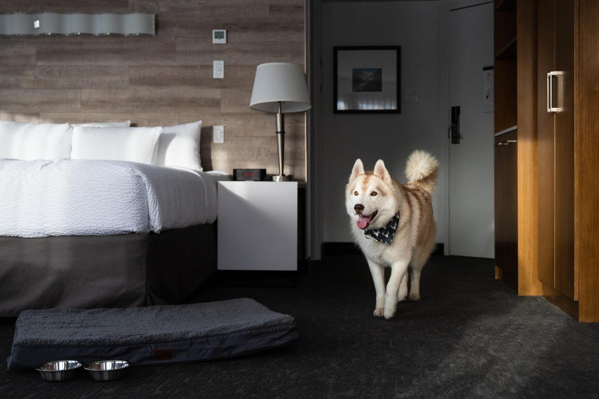Standard Queen Room Two Queen Beds Pet Friendly