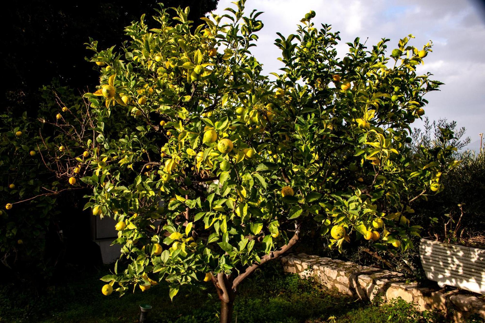 Double or Twin Room Garden View