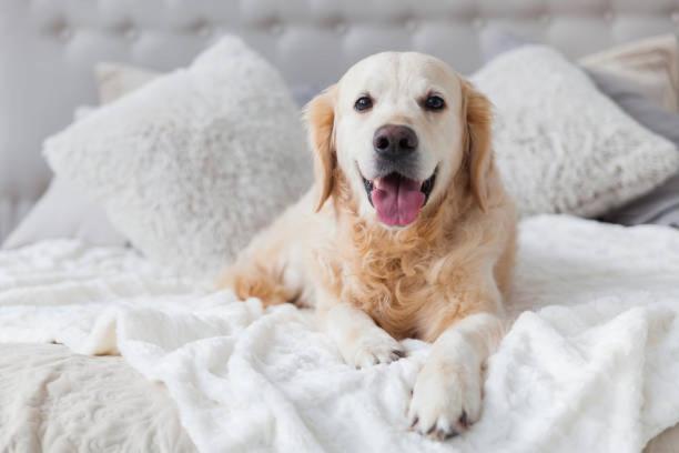 Two-Bedroom Condo Pet Friendly Non-Smoking