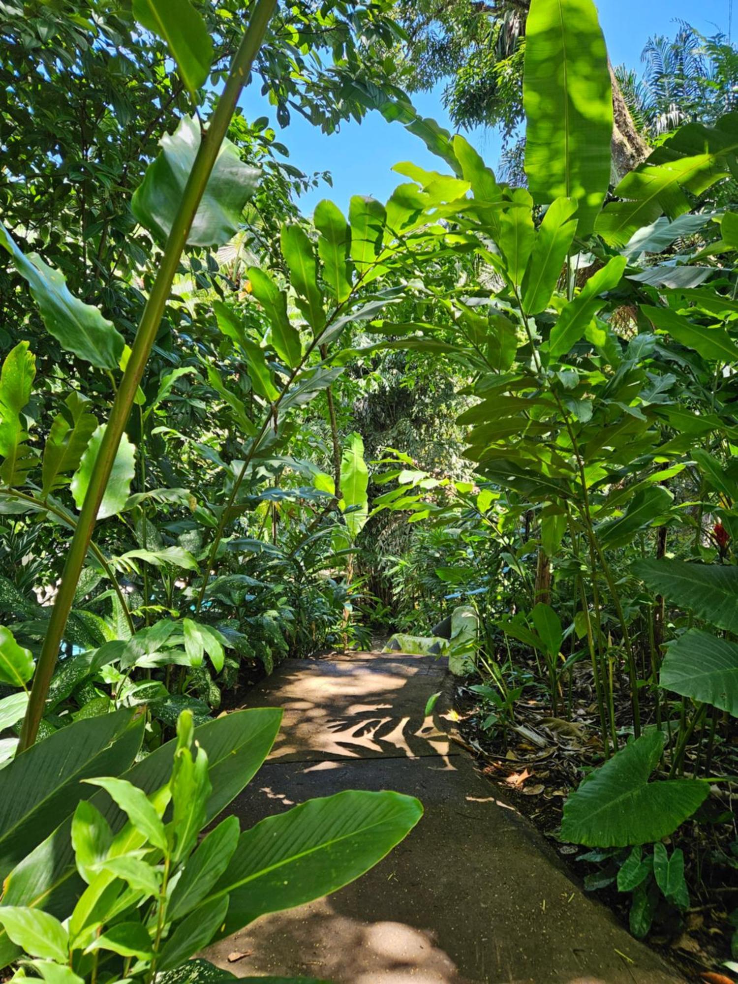 Bungalow Garden View
