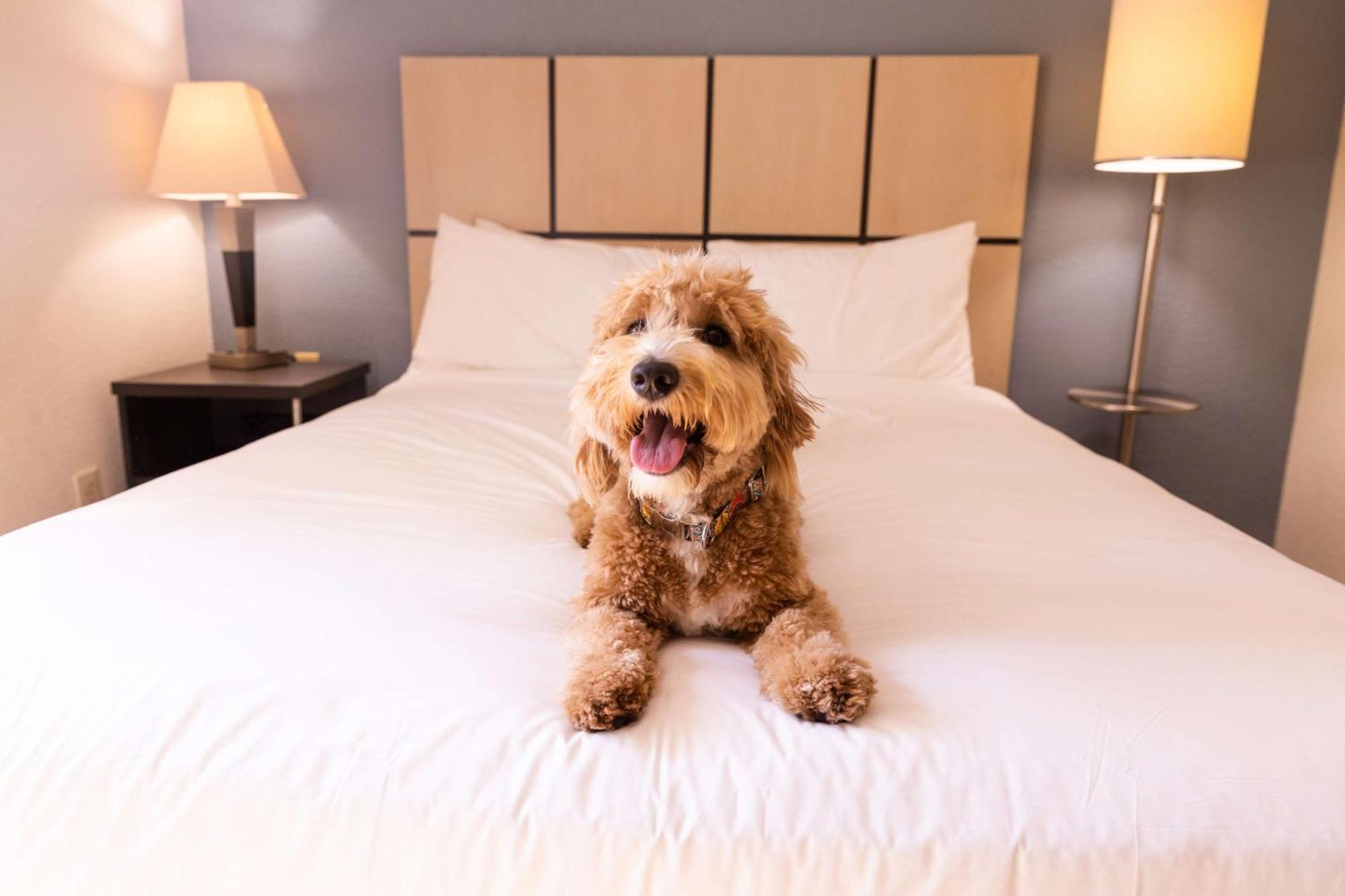 One Bedroom Suite Queen