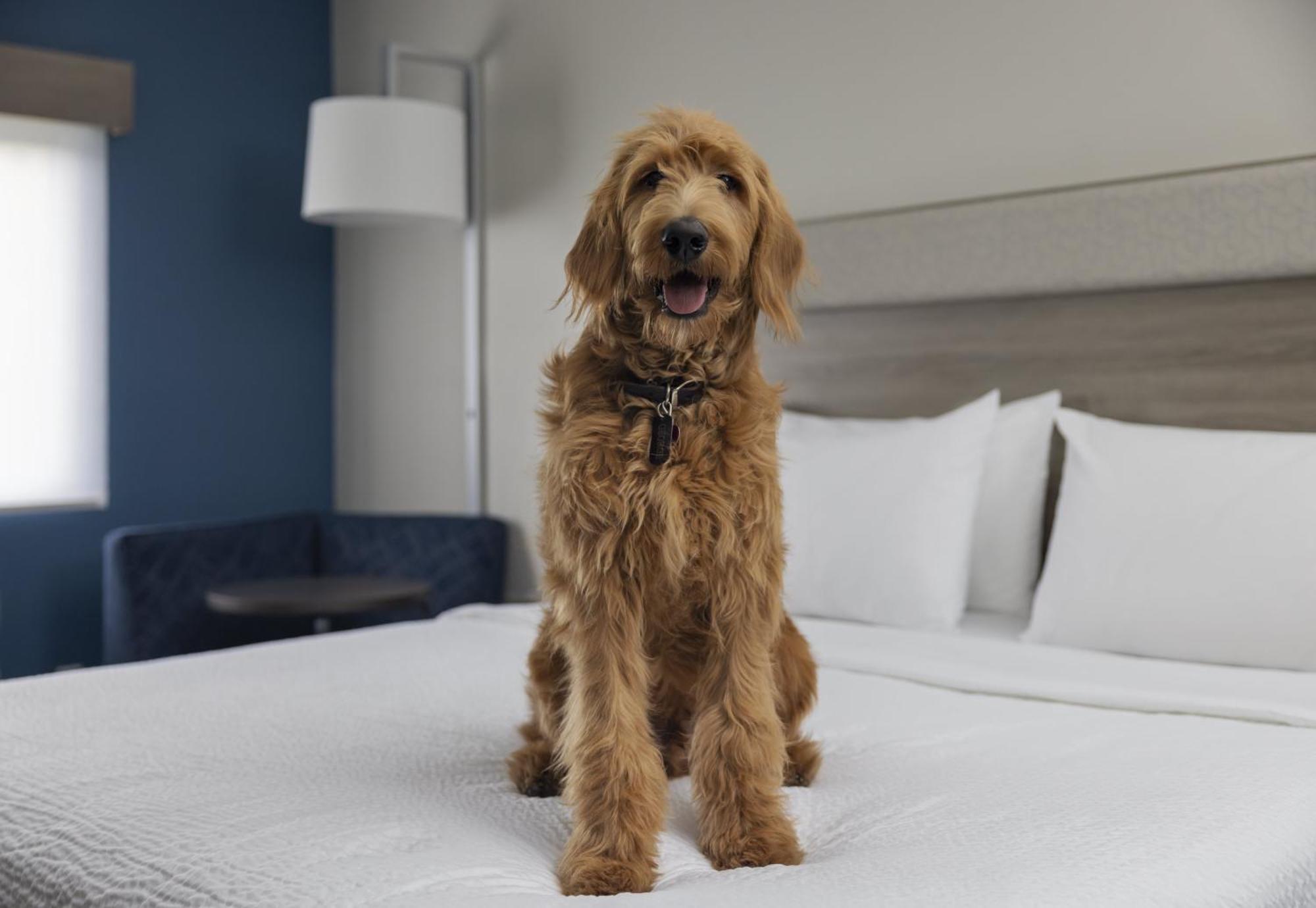 Standard King Room Pet Friendly