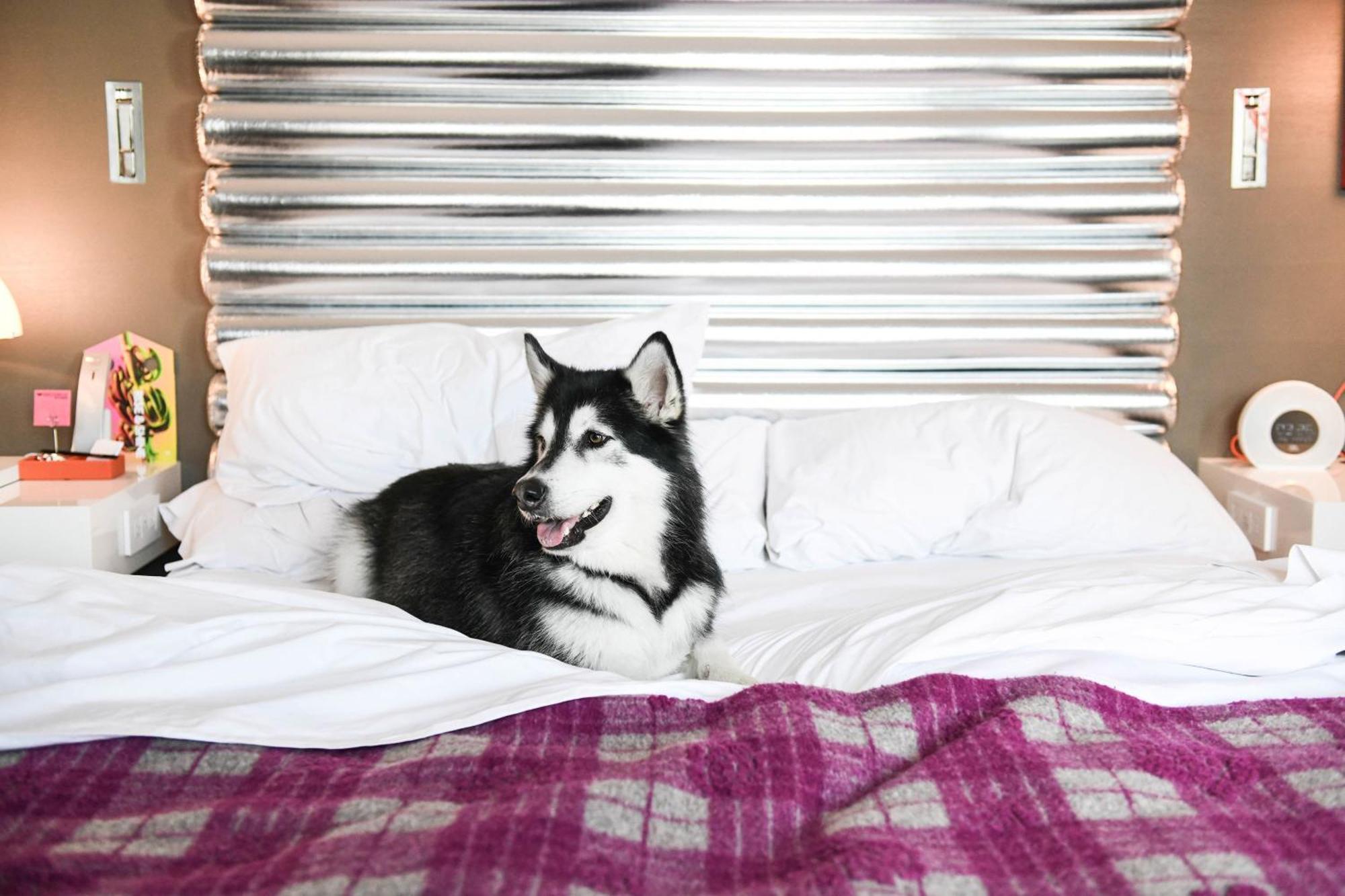Cozy King