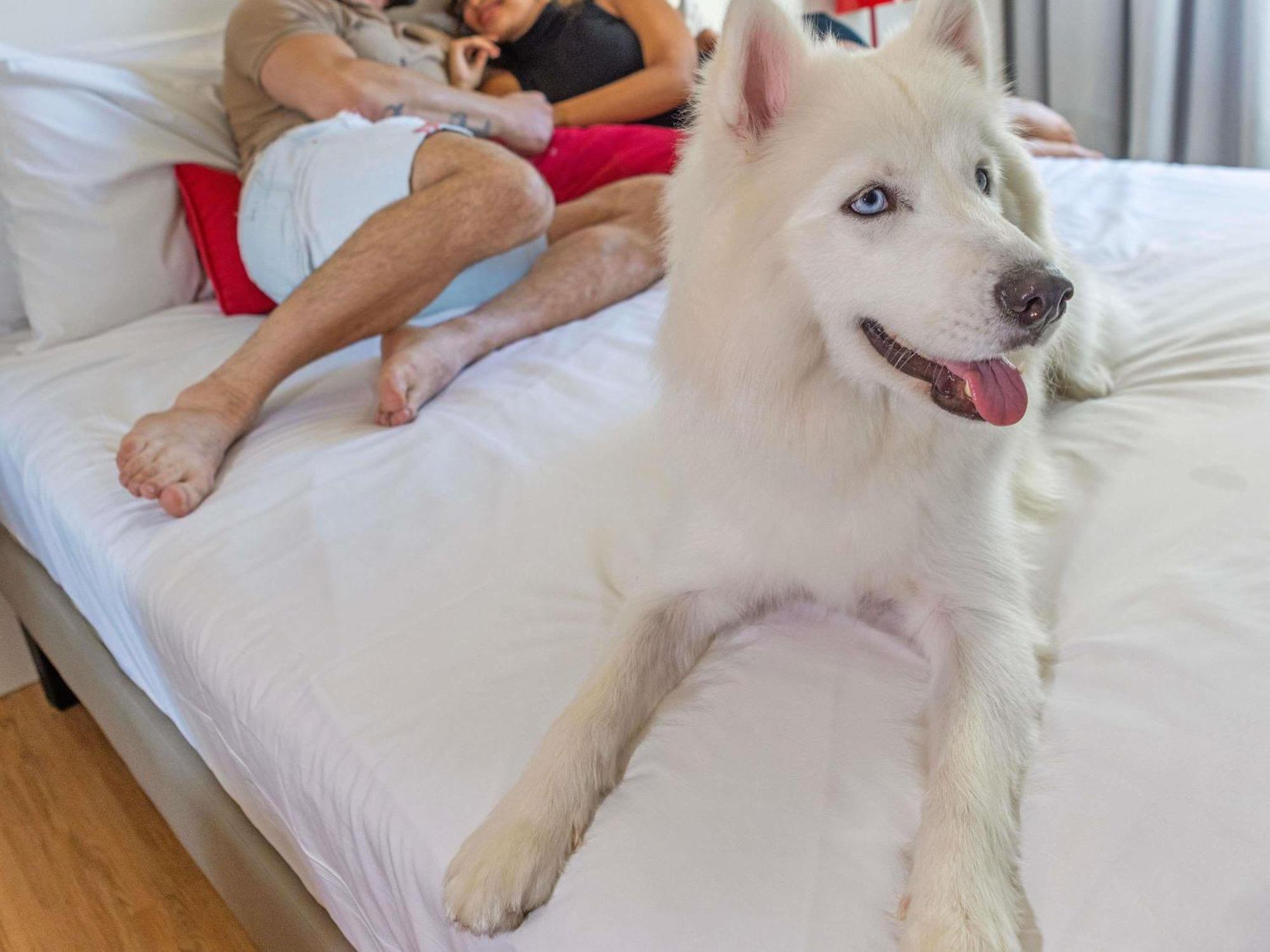 Apartment Queen Bed