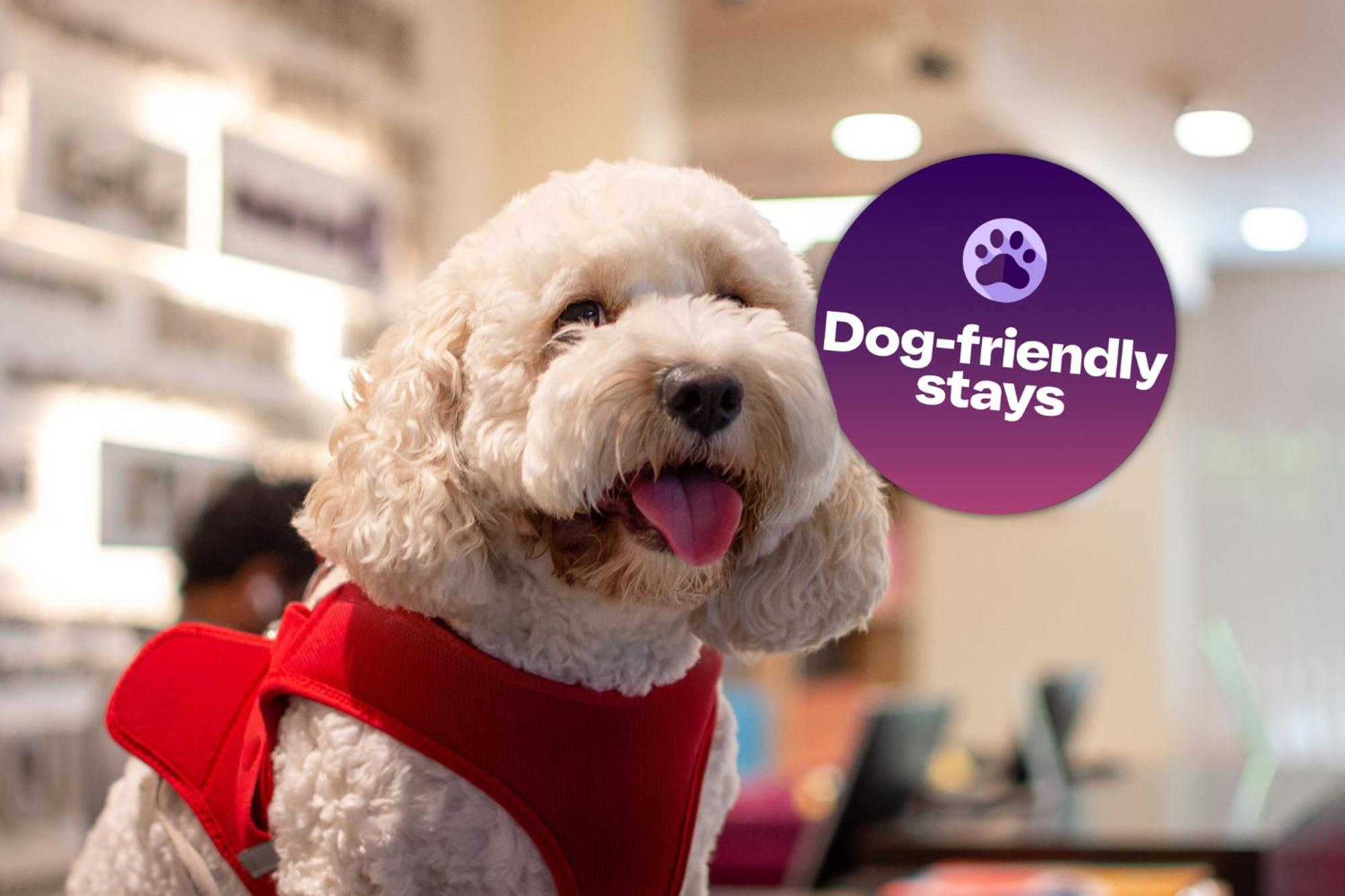 Dog friendly room non smoking 1 dog allowed – pet fee applies