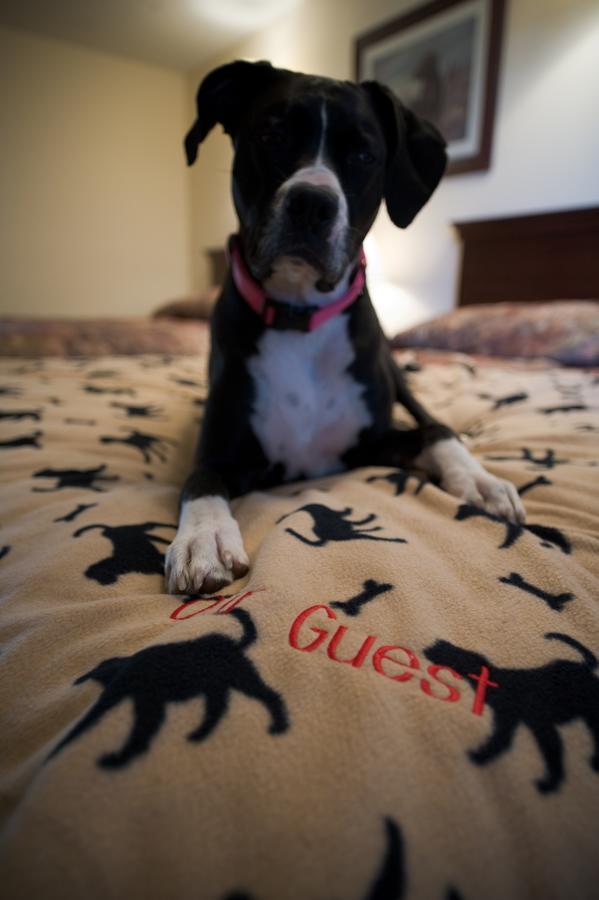 Pet Friendly Room With Two Queen Beds