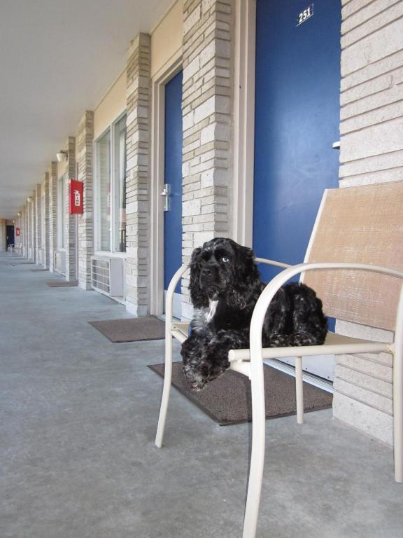 Double Queen Room Pet Friendly