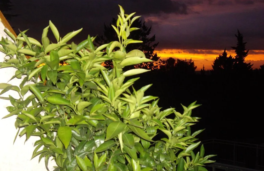 Le Mas Des Cigales-1