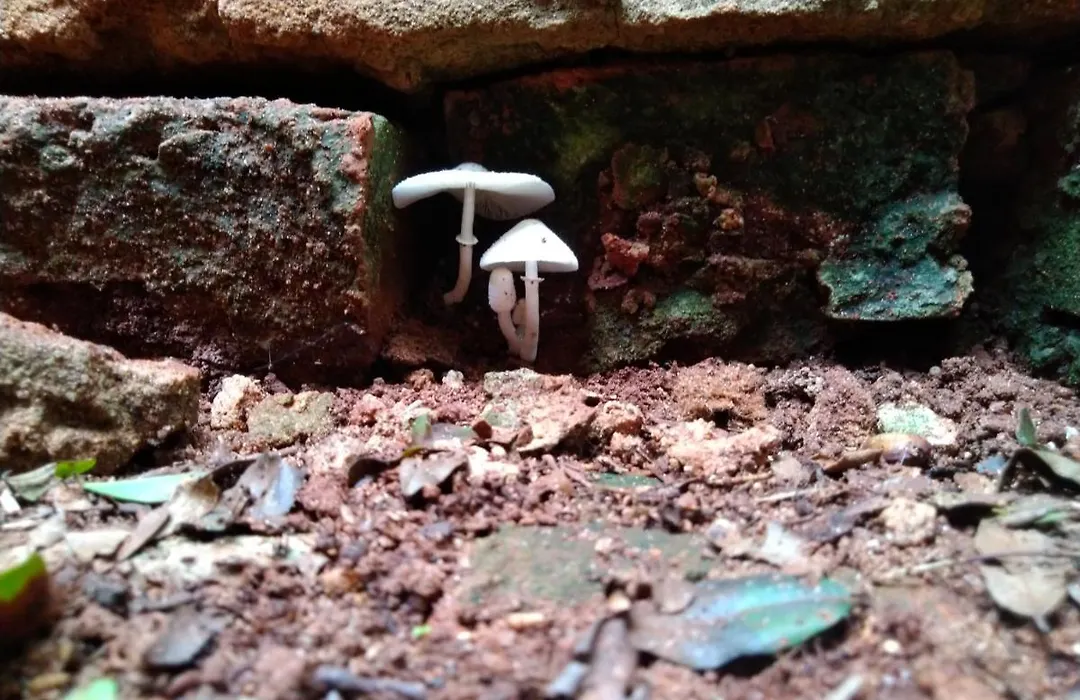 Café com Arte Pousada Ecológica-1