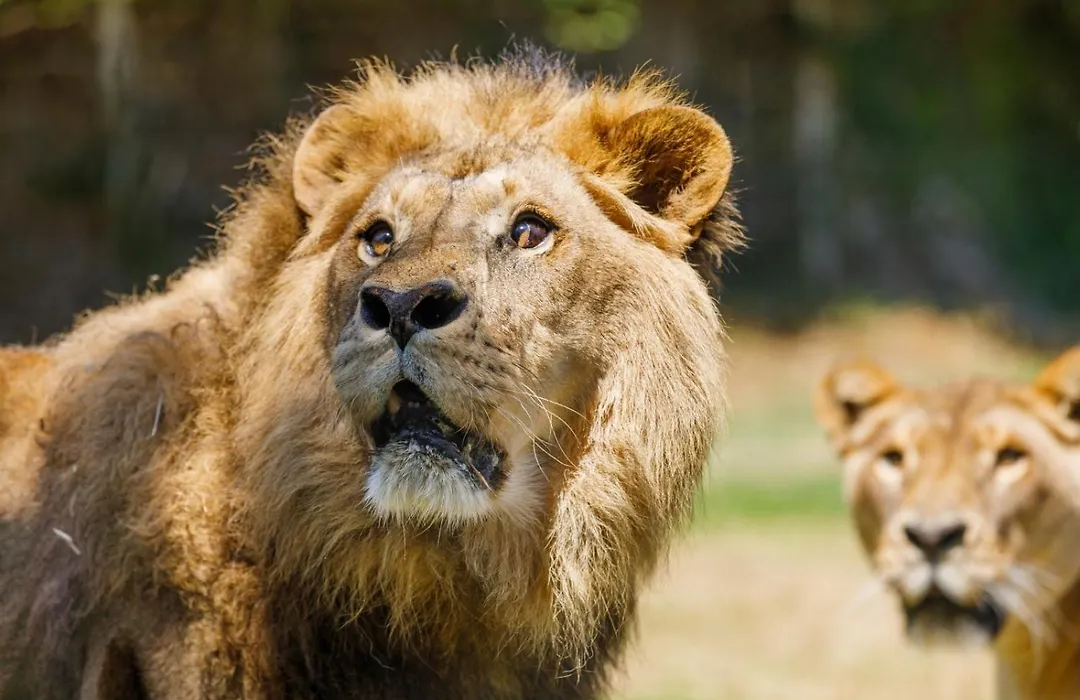 Hotel Selwo Lodge - Animal Park Tickets Included-1