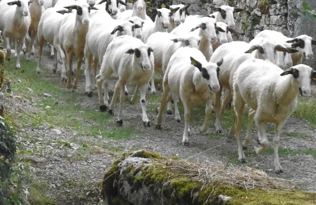 les roulottes du LOT-1
