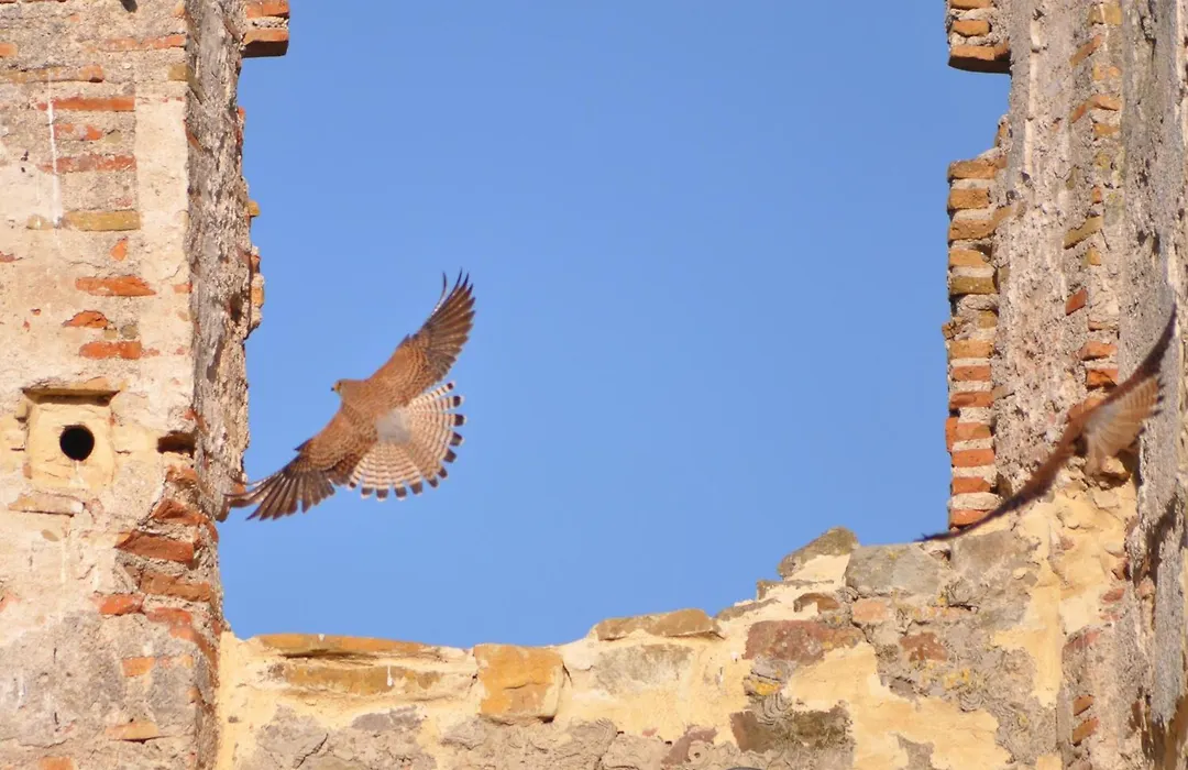Convento Tarifa-1