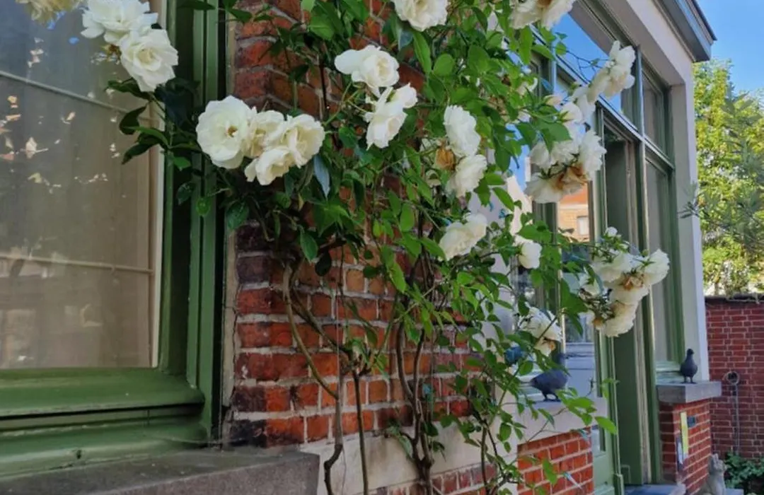 Maison Fine Fleur-1