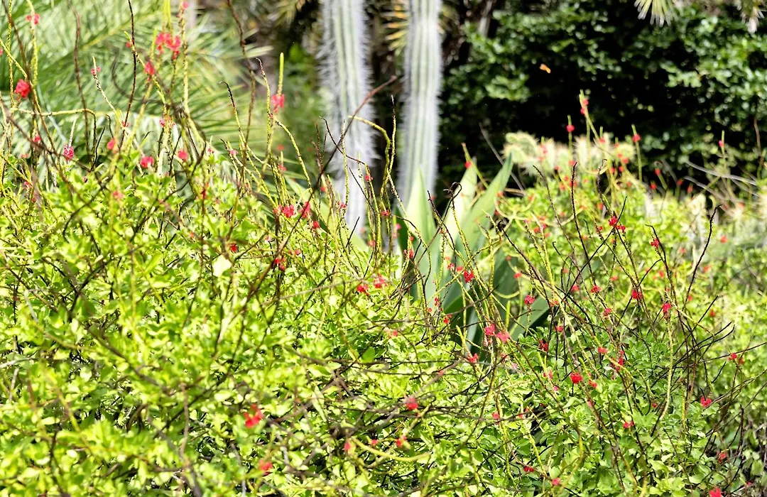 Red Palm Village-1