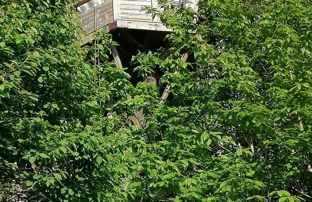 Sherwood Tree-1