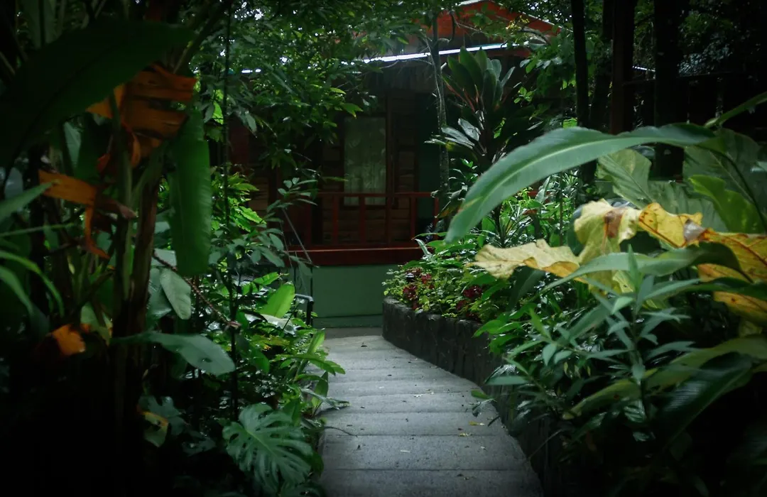 Jaguarundi Lodge - Monteverde-1