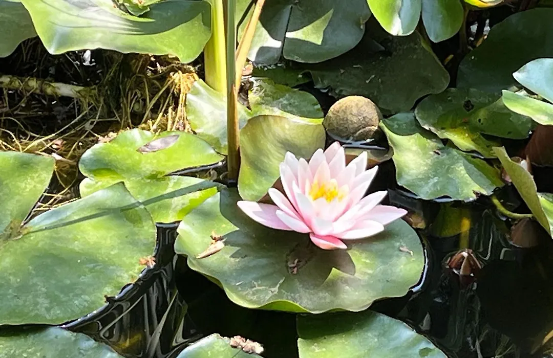 Le Chêne Et L'Eau-1
