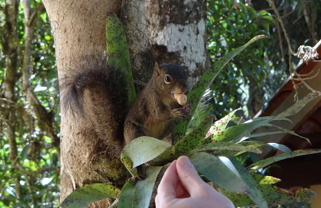 Pousada Chalé da Floresta-1