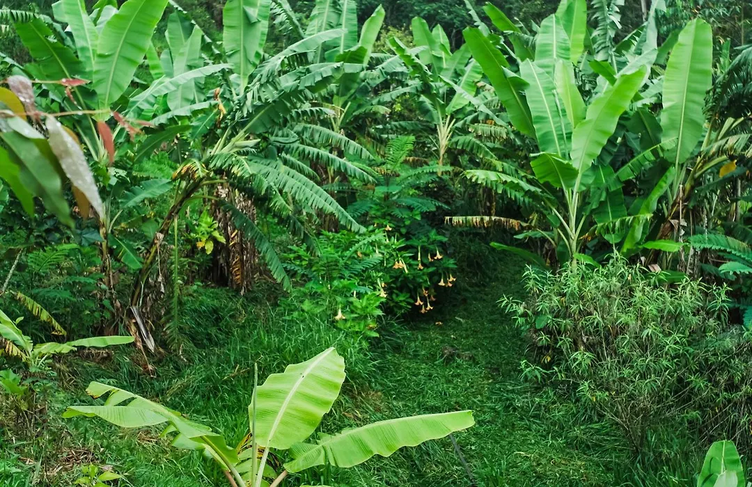 Sítio MAARA-1