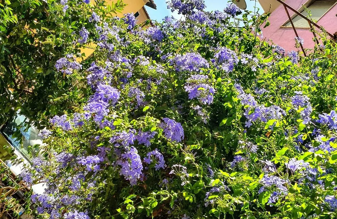 Perla Nera Guesthouse-1
