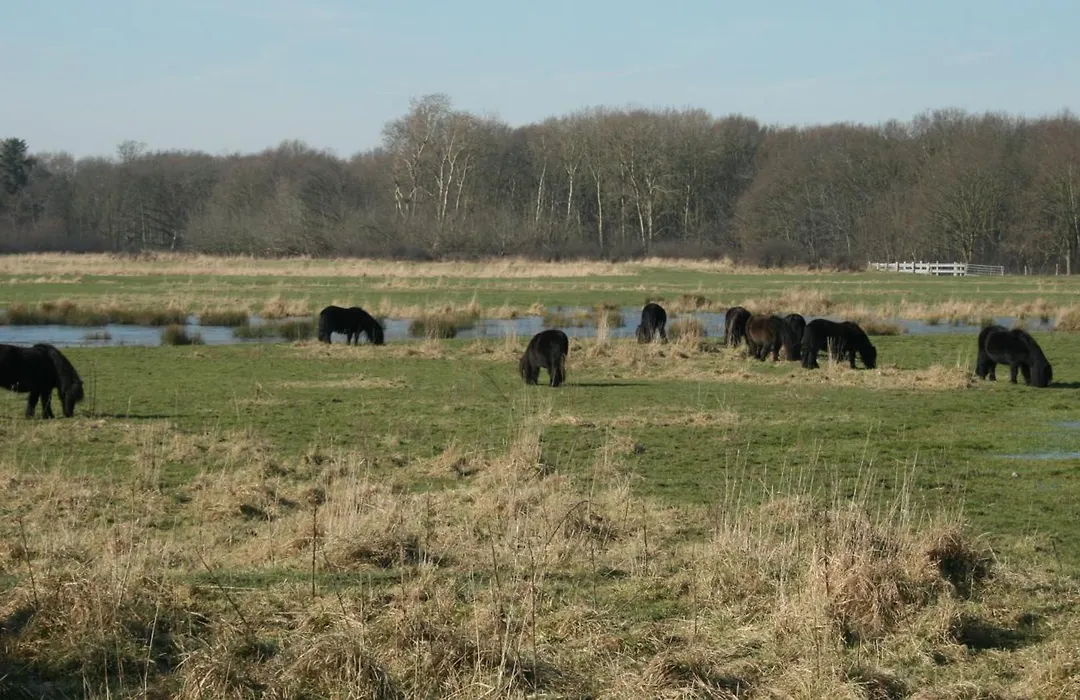 Budget Hotel Vrouwenpolder-1