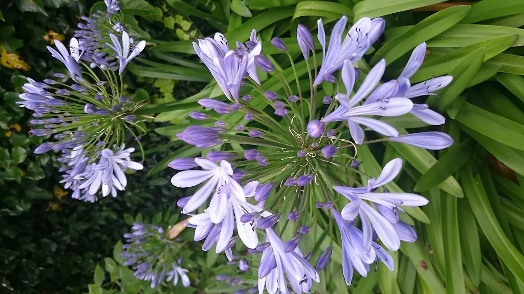 Villa Fleurette-1