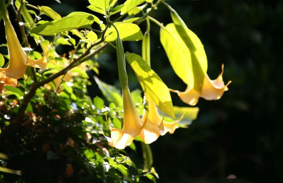 Chambres Au Jardin-1