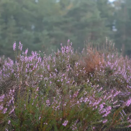 B&B De Loenense Bossen-3