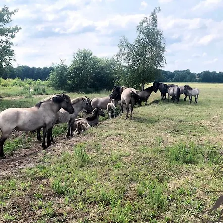 B&B De Konik Bourtange-2