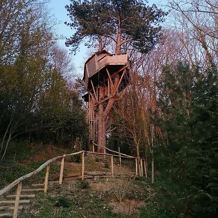 Sherwood Tree-3