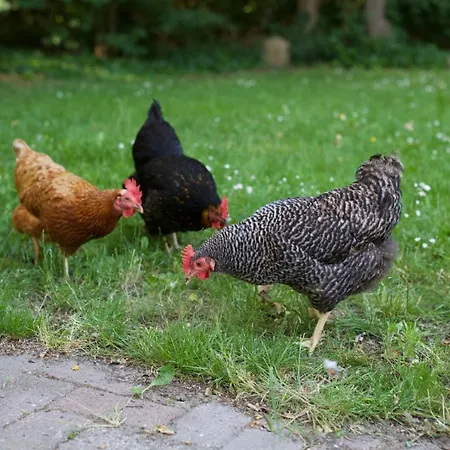 B&B Boerderij De Vaete - Duurzaam genieten in de zak van Zuid-Beveland-2