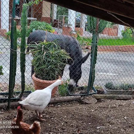 La Gallina Nel Castello-2