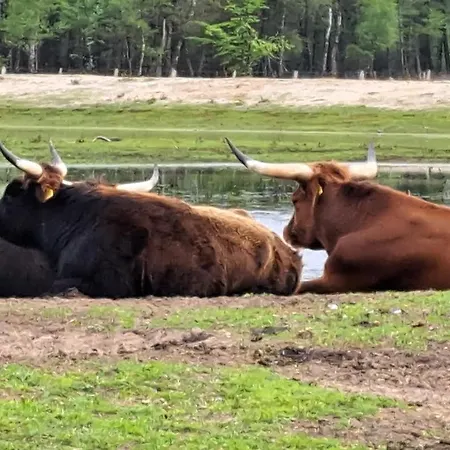 Het Tuffel Huuske ( Het Aardappelhuisje )-3