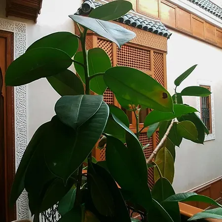 Riad Gallery 49 & Spa-3