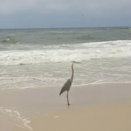 Bill'S At Gulf Shores-2