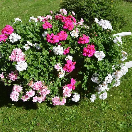 Meublè Rosalpina-3