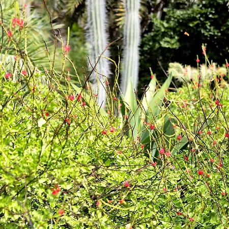 Red Palm Village-2