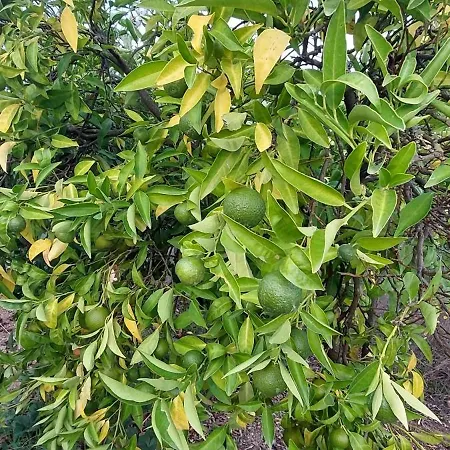 Quinta Penedo Das Antas-3