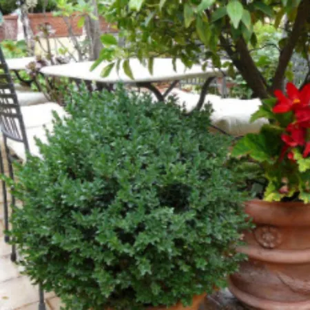 La Terrazza dei Pelargoni B&B-3