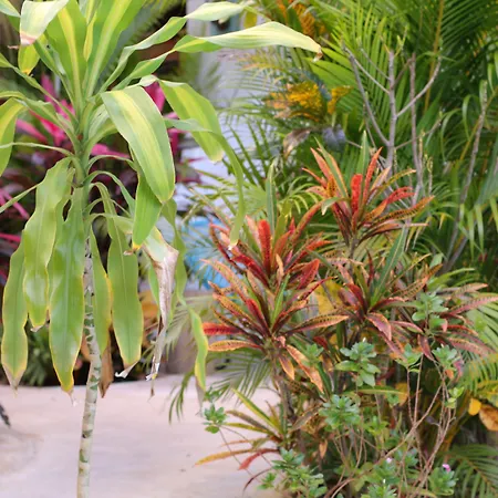 Livetulum-2