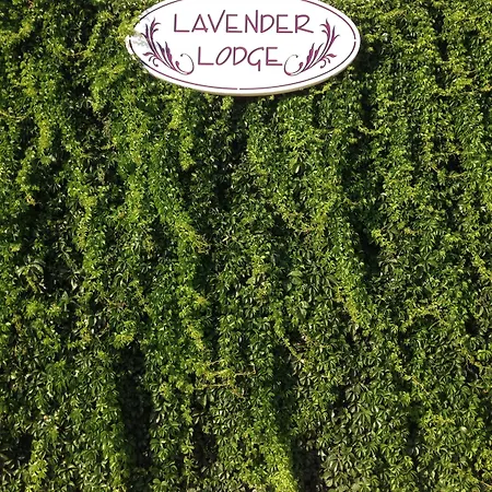 Lavender'S Lodge Hotel-3