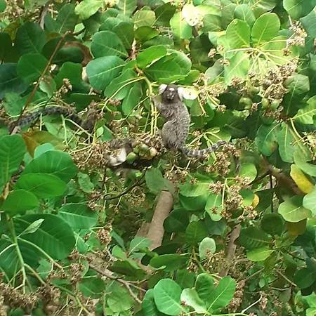 Ecolodge Batel Alagoas-2