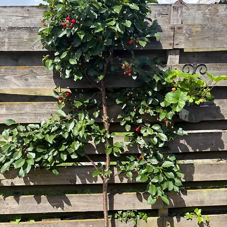 Bed&Breakfast 28 appartement met ruime tuin-3
