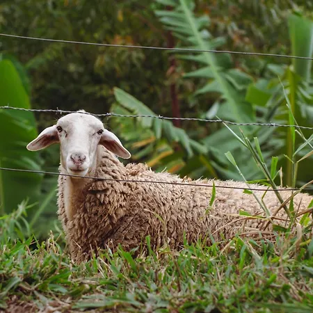 Sítio MAARA-3