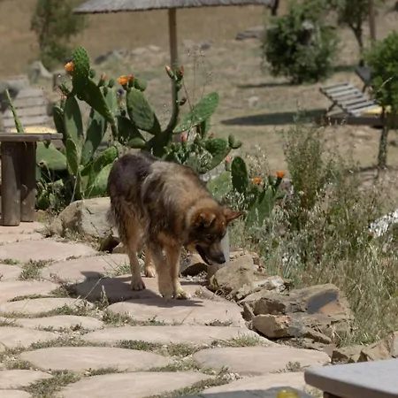 Mama Adama, Alpaca Farm And B&B-2